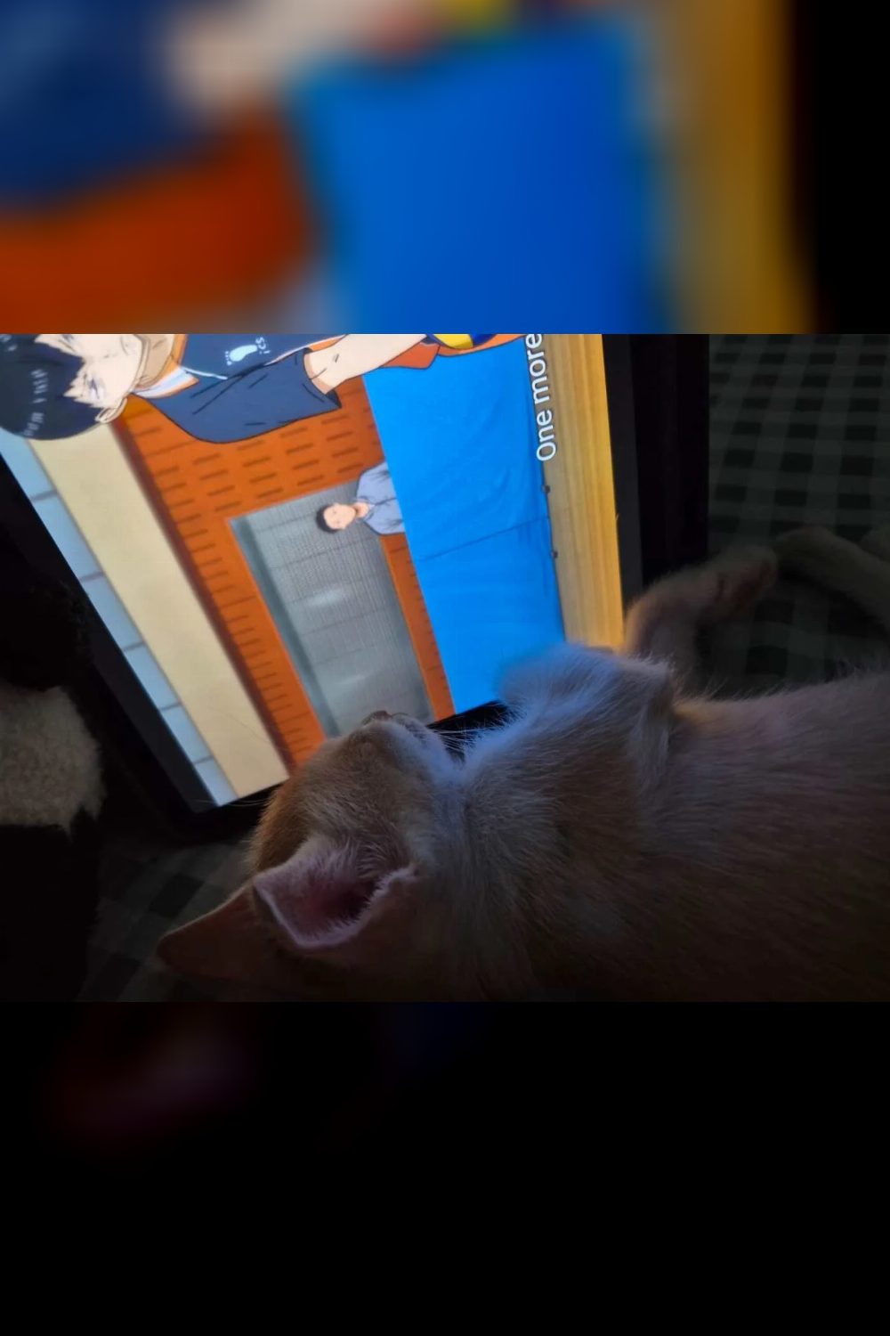 Kitten available for adoption across Kolkata and nearby towns