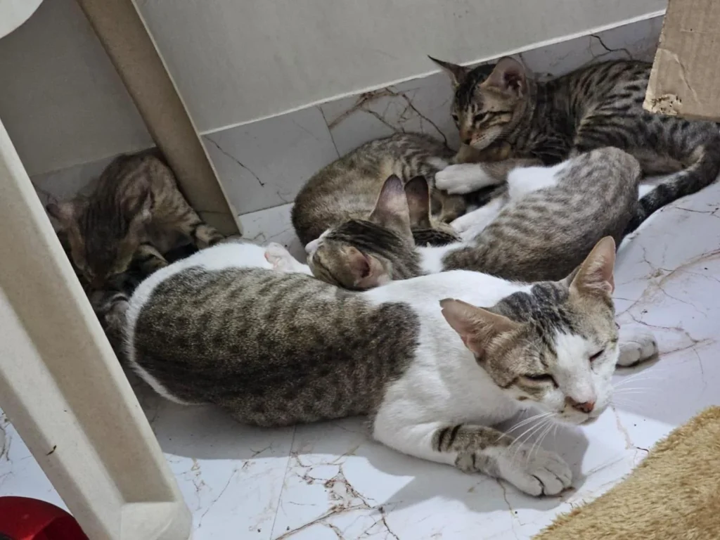 Urgent Adoption Appeal Mom Cat & Her 5 Kittens Need a Forever Home Together... - kitten in India