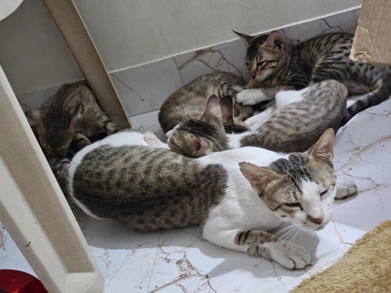 **Urgent Adoption Appeal Mom Cat & Her 5 Kittens Need a Forever Home Together..., adoptable cat in Morbi