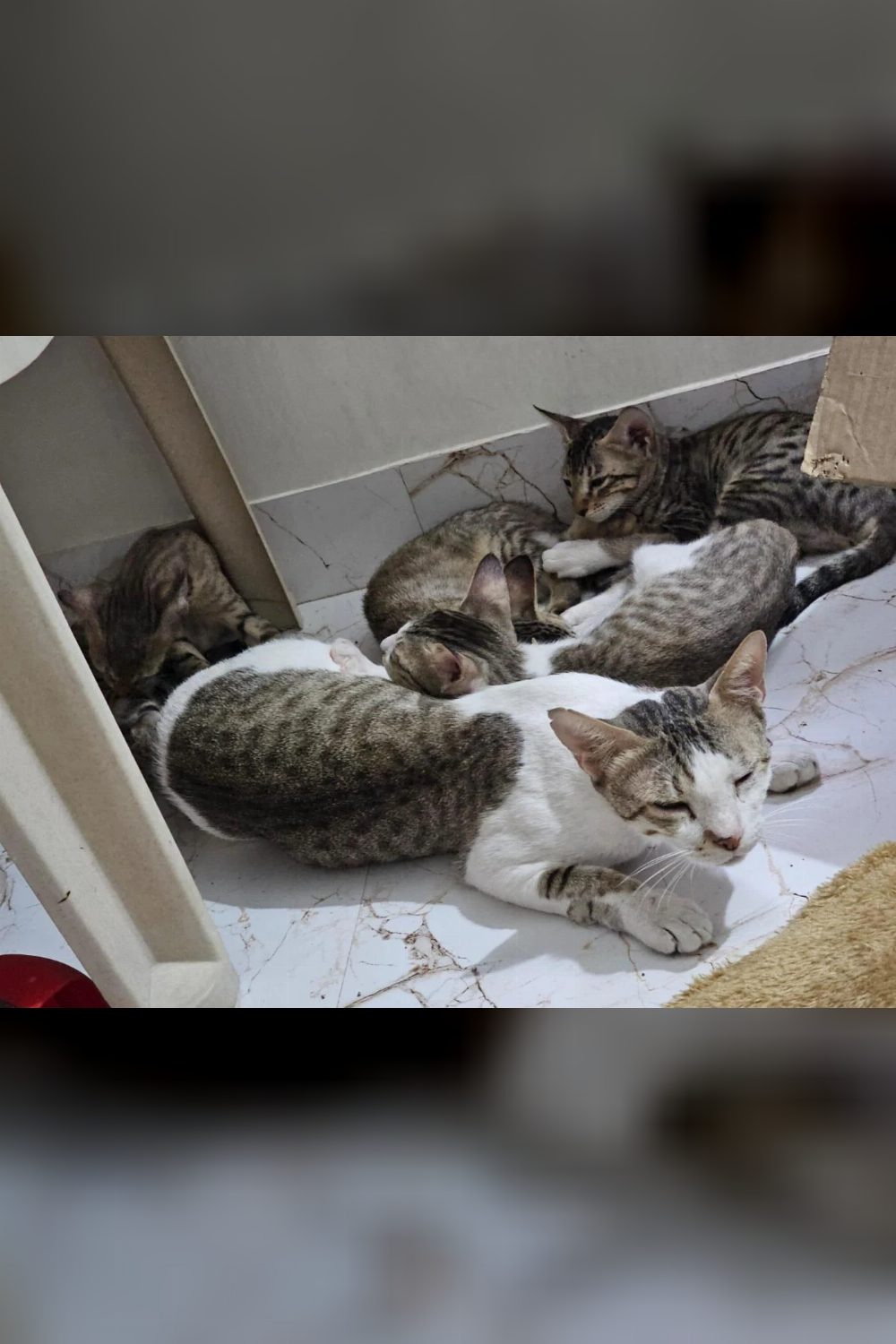 A mother cat and her five kittens need a home together — Morbi