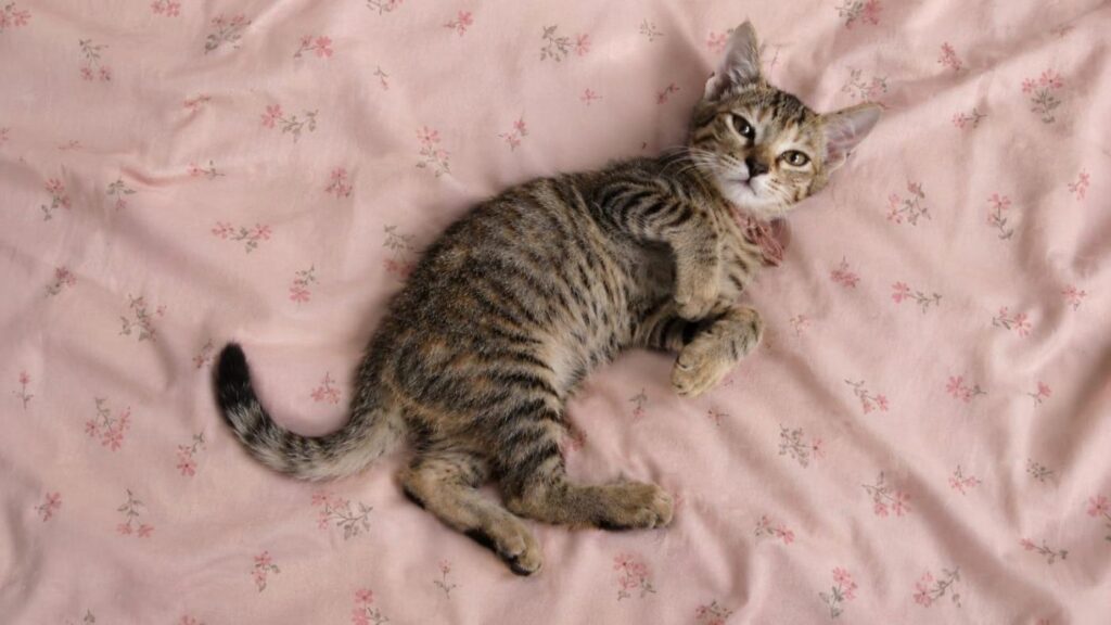 Urgent Adoption Request for 4-5 months female kitties, In Delhi - pet in Delhi NCR