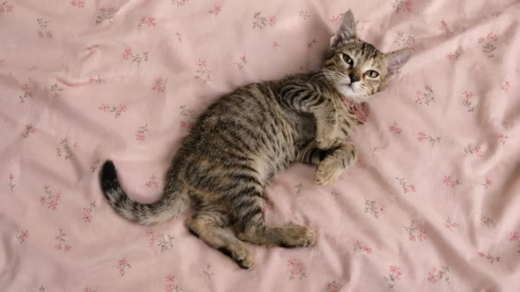 Urgent Adoption Request for 4-5 months female kitties, In Delhi - pet in Delhi NCR