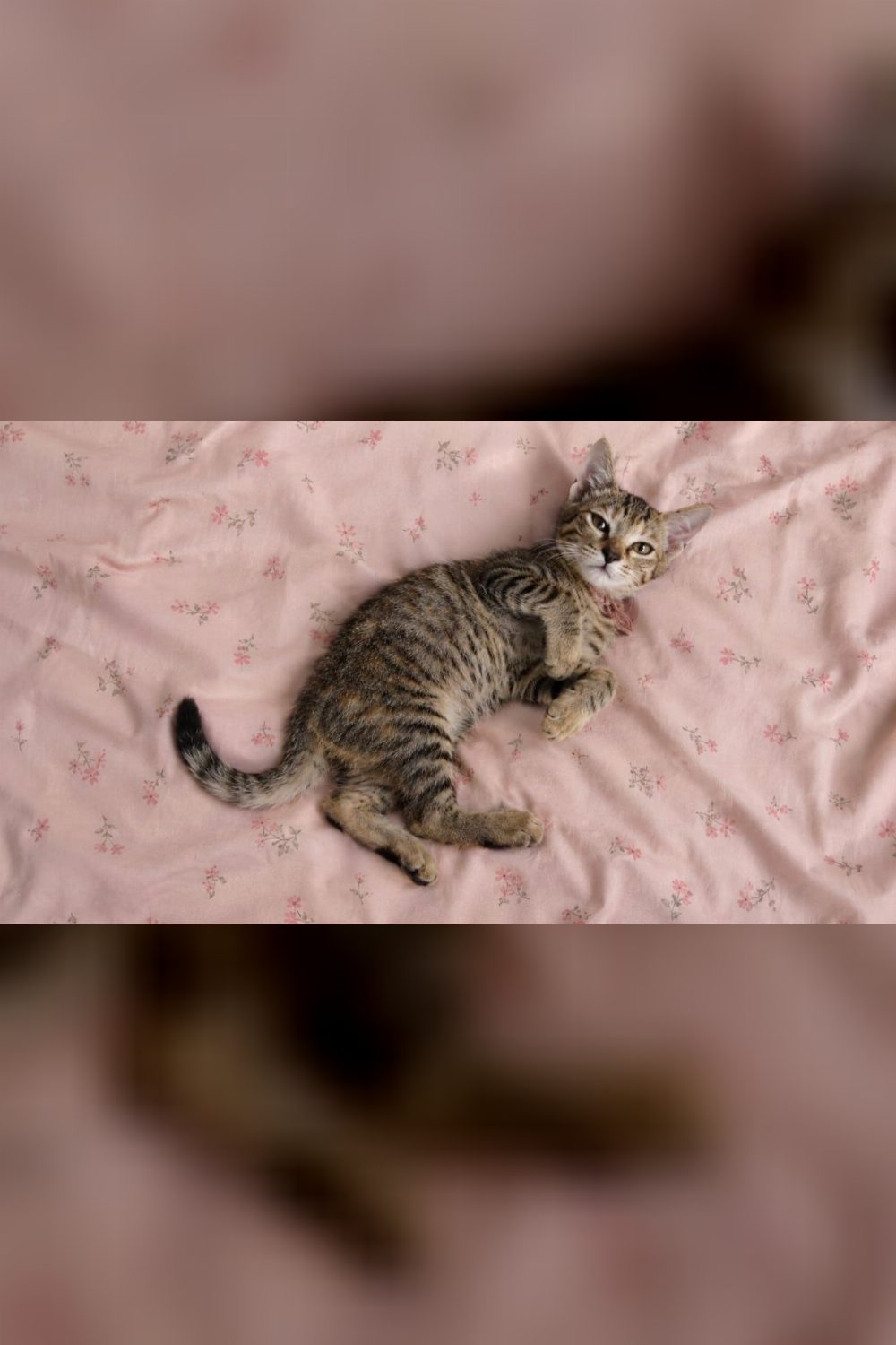 5-month-old female kitten for adoption — Delhi NCR