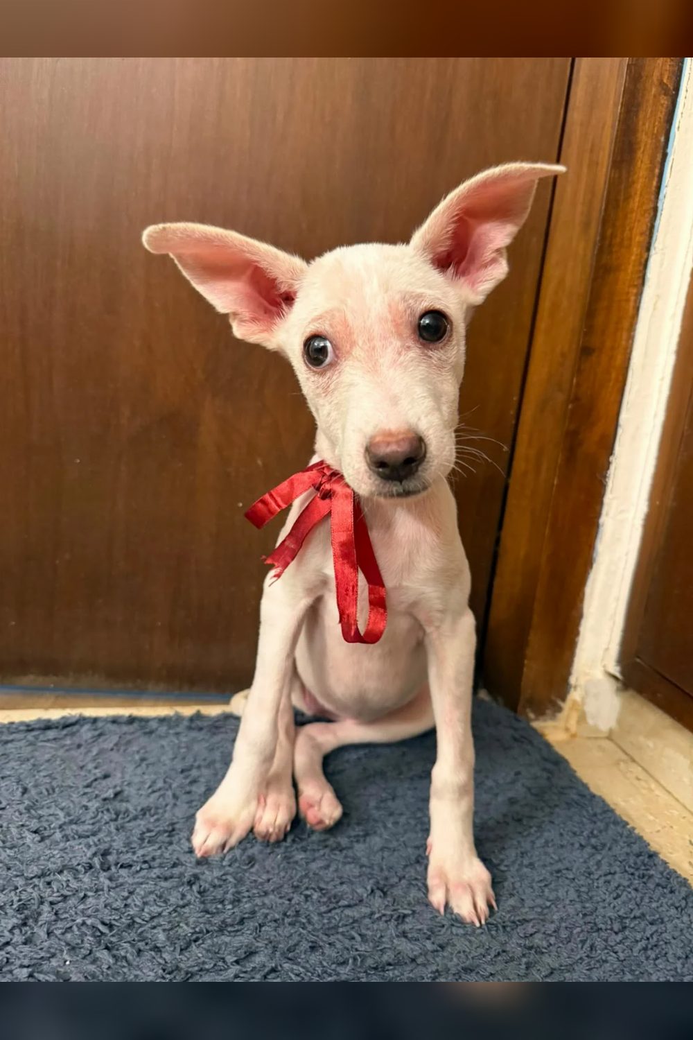 Adopt Kanmani — Delhi NCR