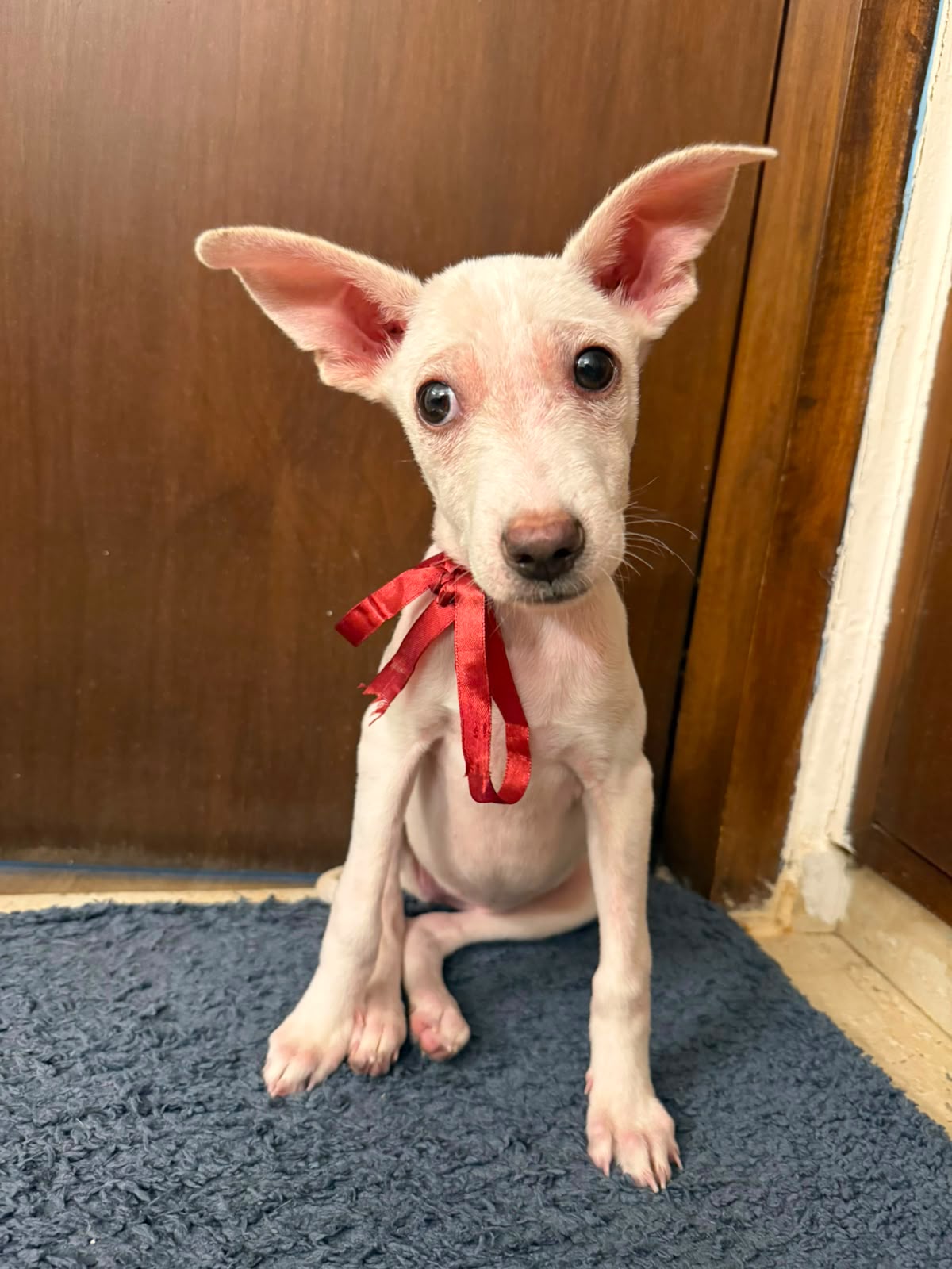 Adopt Kanmani — Delhi NCR