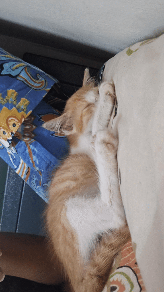 Kitten for adoption in kochi, kerala - kitten in Kochi