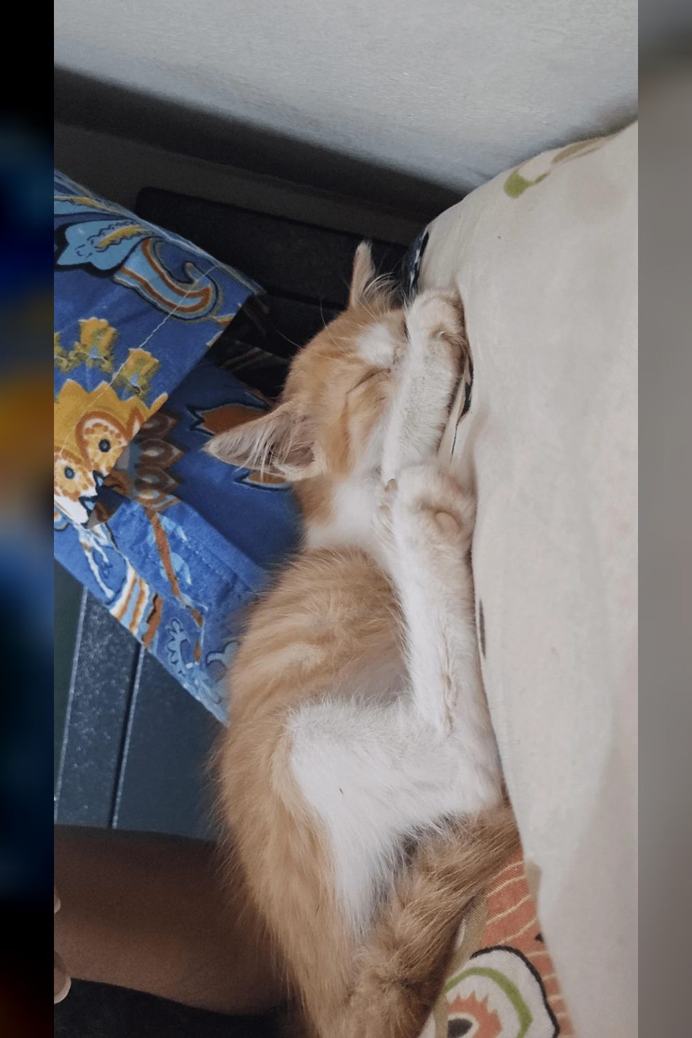 Kitten for adoption in kochi, kerala