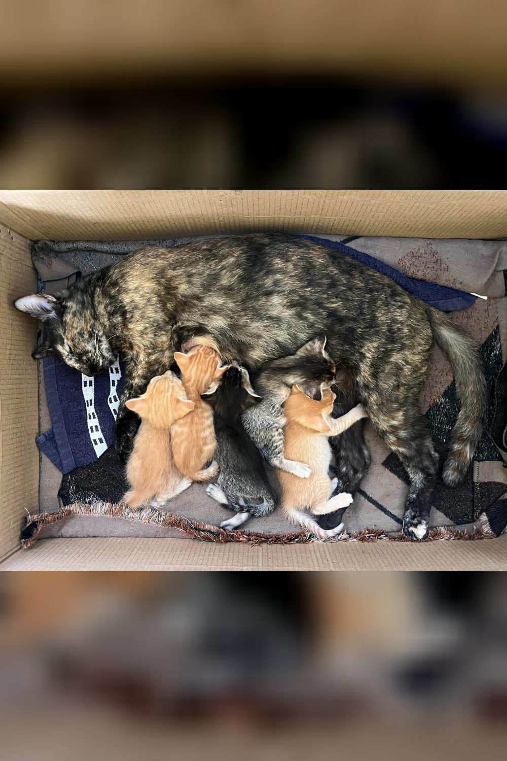 Five kittens ready for responsible adopters — Siliguri