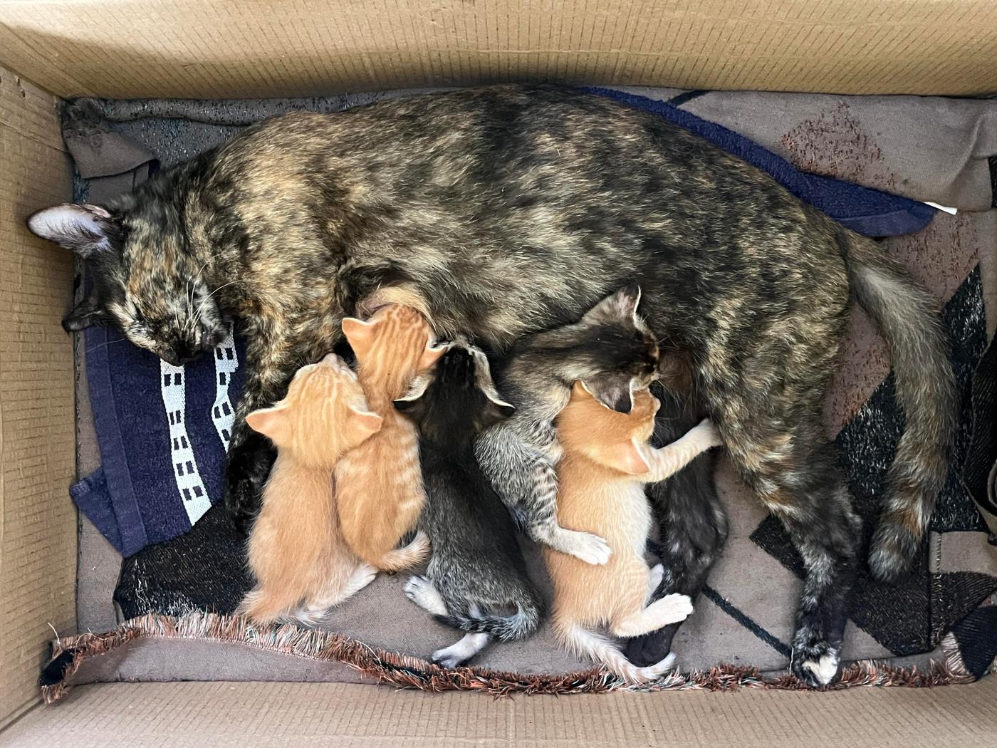 Five kittens ready for responsible adopters — Siliguri