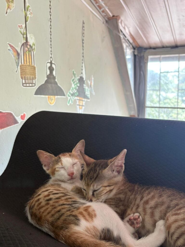 Dora and Panther, indie kittens up for adoption in Kochi