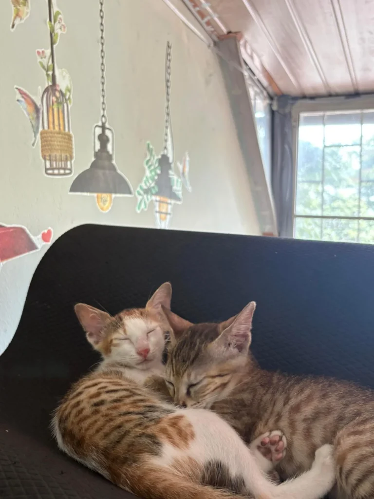 Dora and Panther, indie kittens up for adoption in Kochi