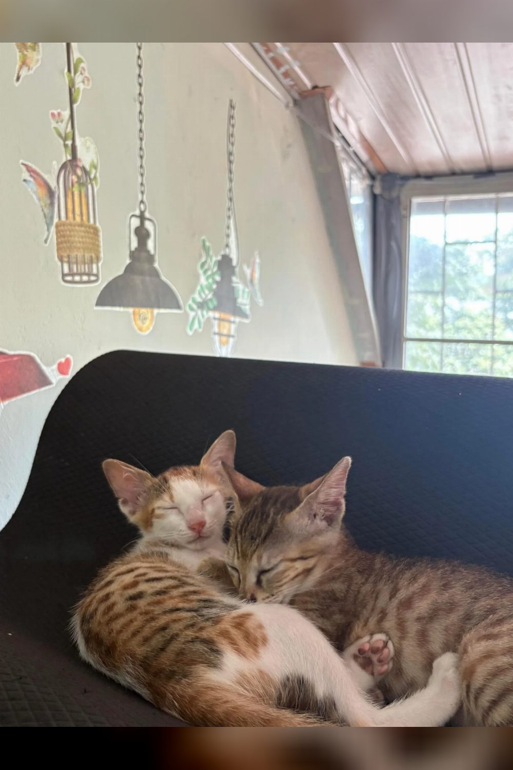 Adopt Dora and Panther, two 2.5-month-old indie kittens — Kochi