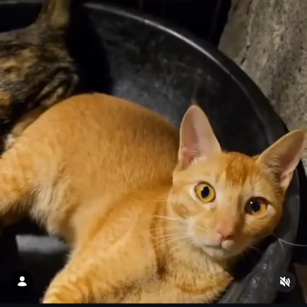 Looking for our lost cat please help find her (Malad West, Mumbai) - kitten for adoption in Mumbai