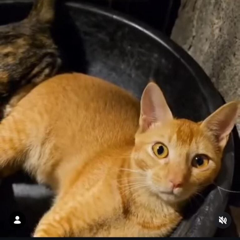 Looking for our lost cat please help find her, adoptable cat in Raipada