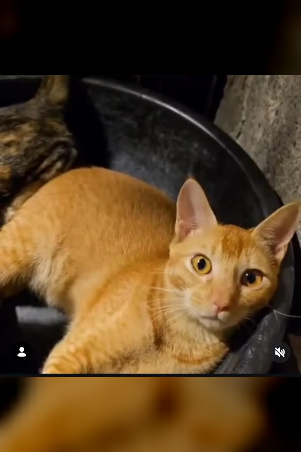 Looking for our lost cat please help find her (Malad West, Mumbai)