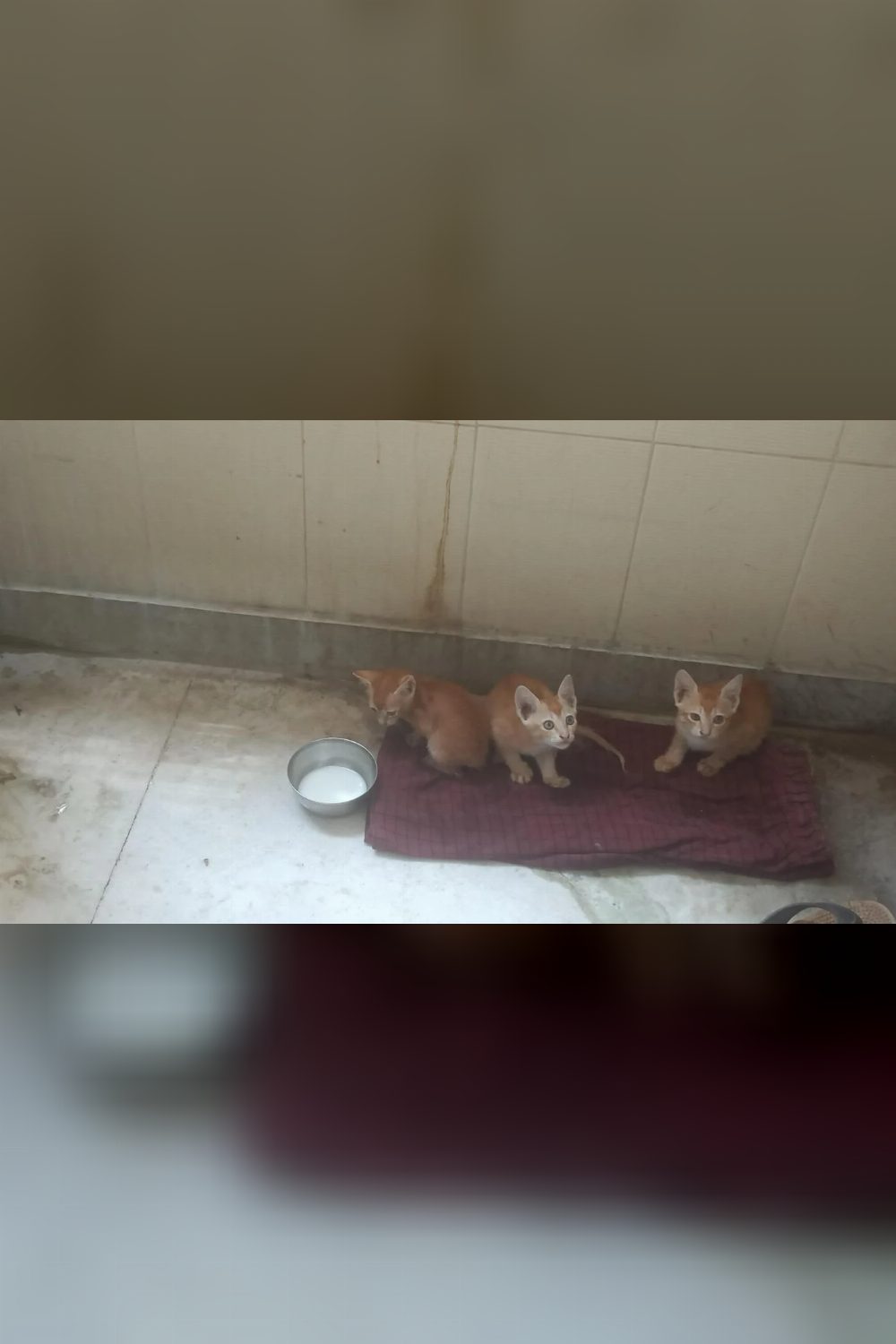 2 kittens(5 weeks) + Pregg Mother cat available — Hyderabad