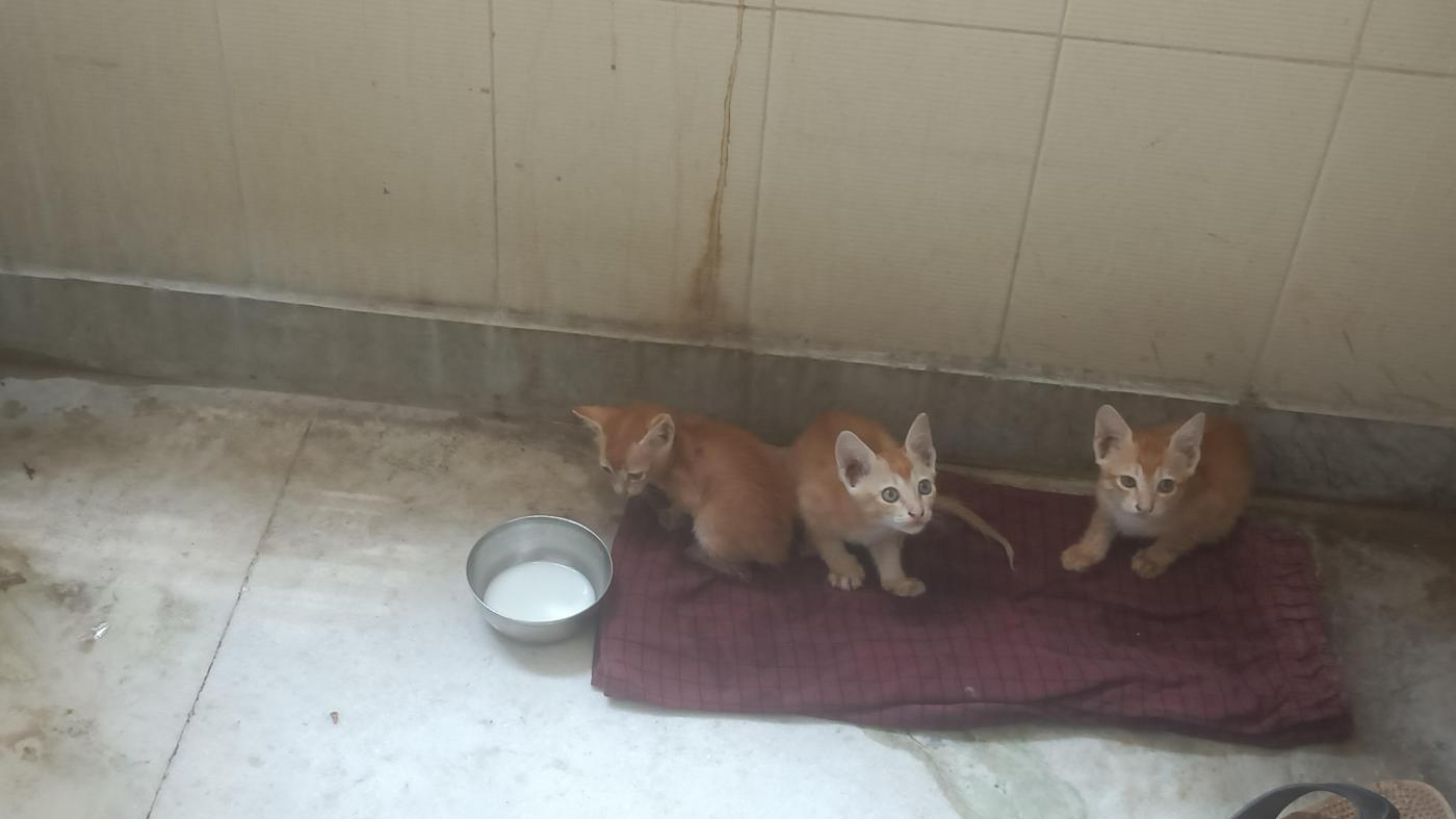 2 kittens(5 weeks) + Pregg Mother cat available — Hyderabad
