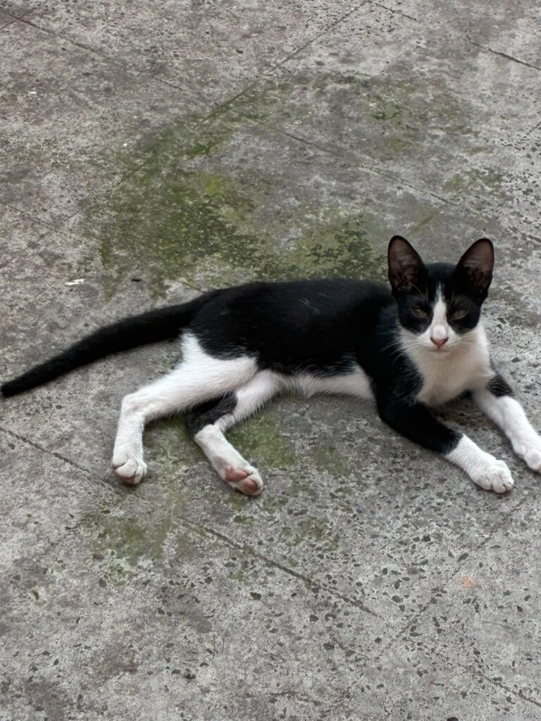 Two kittens up for adoption in Behala, Kolkata