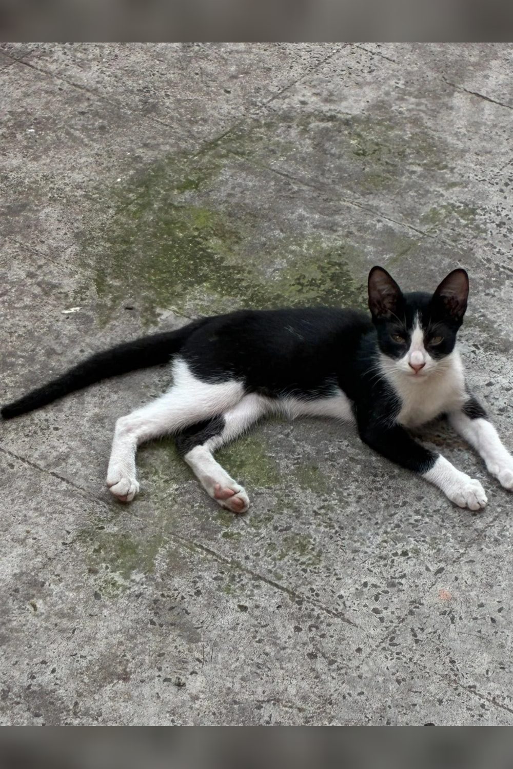 Two Behala kittens need a home before neighbours ‘get rid of them’ — Kolkata