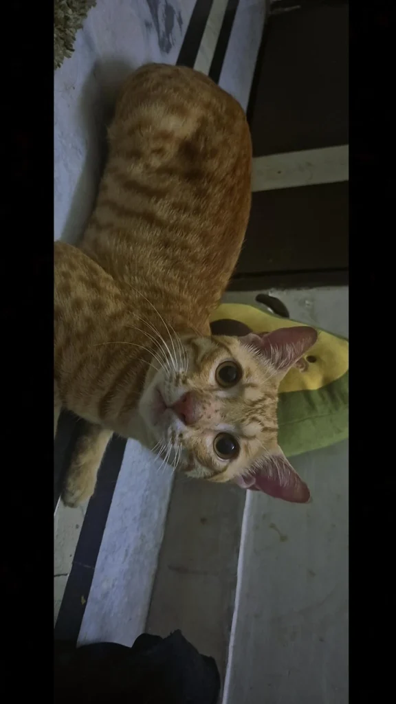 I found this beautiful baby boy wounded a week ago. He's completely fine now.... - pet for adoption in Delhi NCR