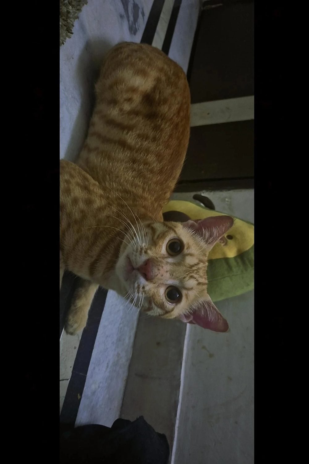 Adopt Appa, a wounded kitten who’s now fully recovered — Delhi NCR