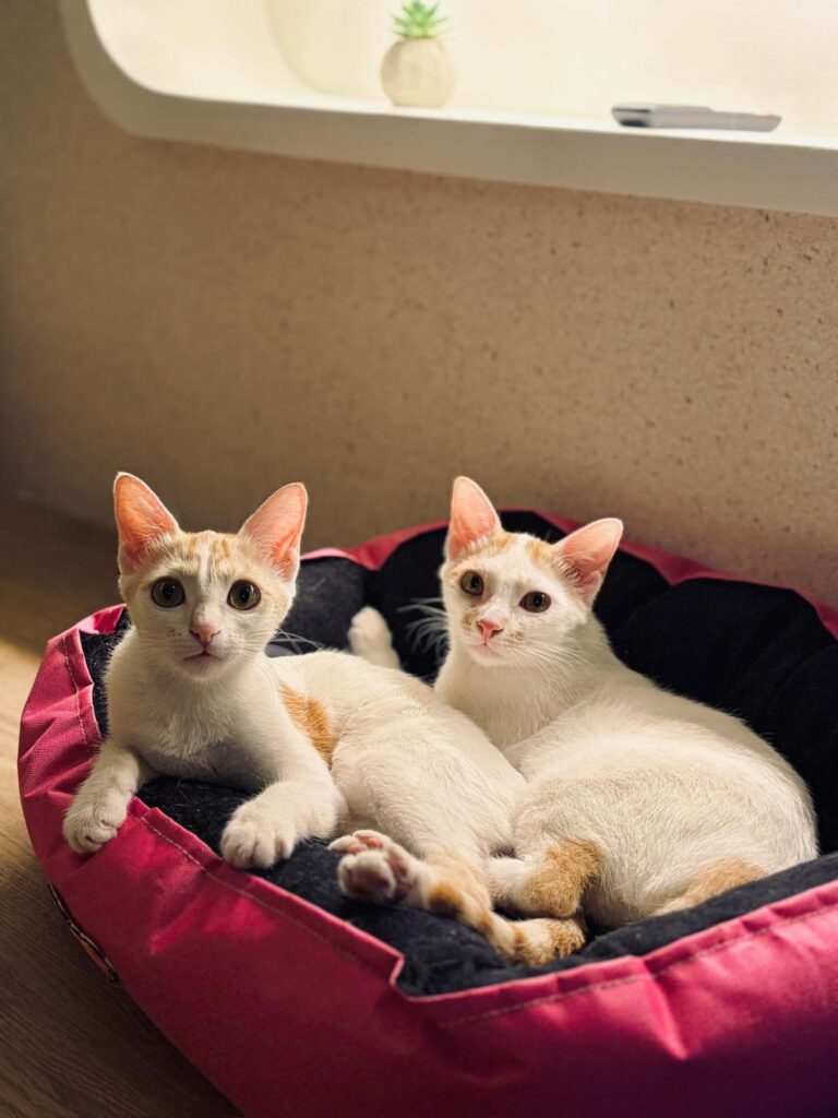 Should I separate this duo to get them adopted? - pet in Mumbai