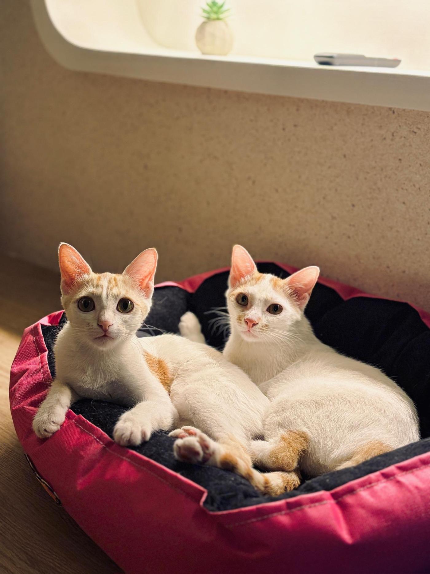 Kitten siblings for adoption in Pune / Mumbai