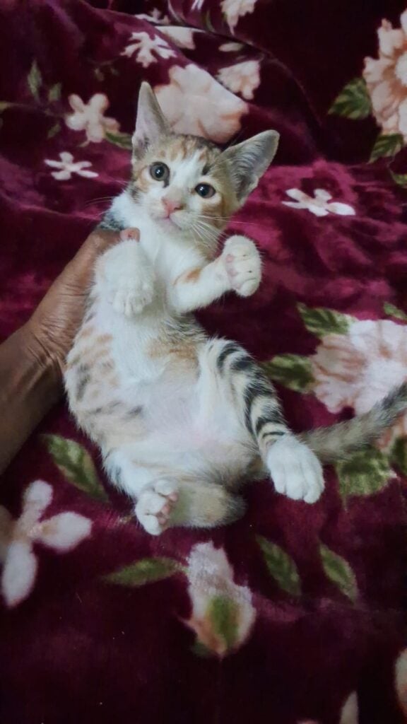 Rescued Kittens Adoption in Delhi NCR - kitten in Delhi NCR