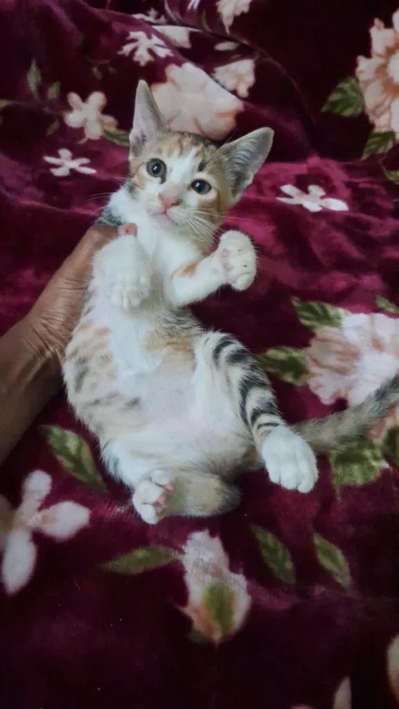 Rescued Kittens Adoption in Delhi NCR - kitten in Delhi NCR