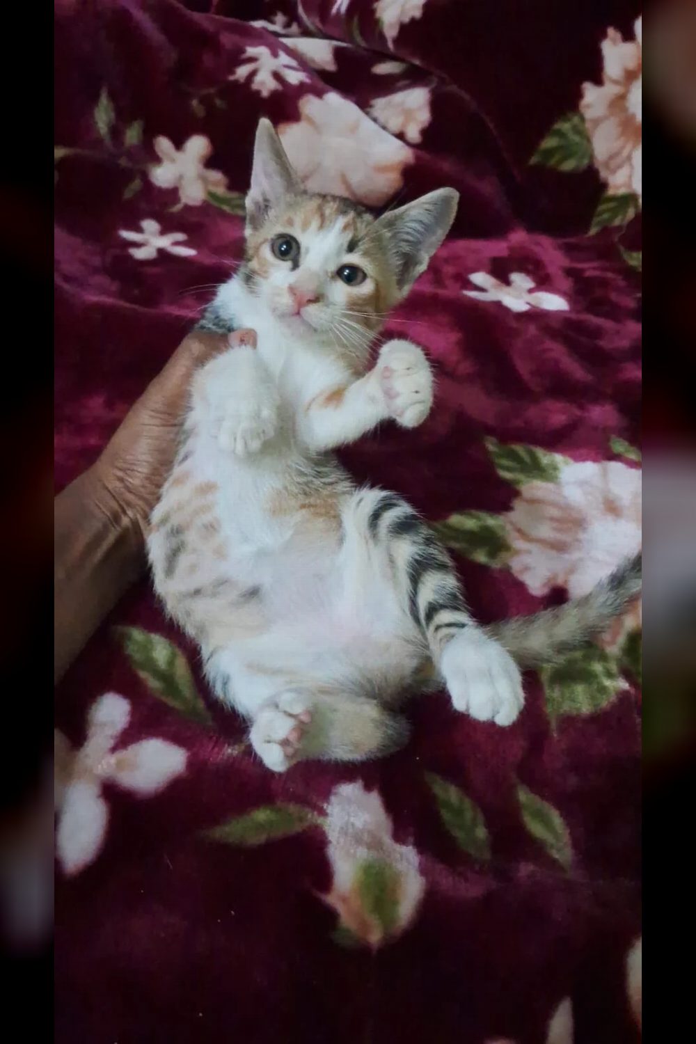 Rescued Kittens Adoption — Delhi NCR