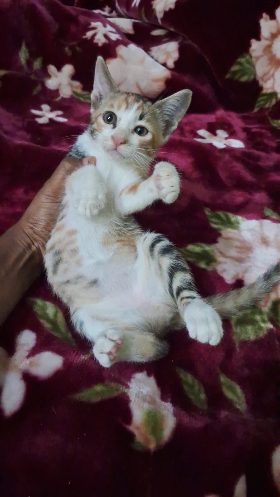 Rescued Kittens Adoption — Delhi NCR