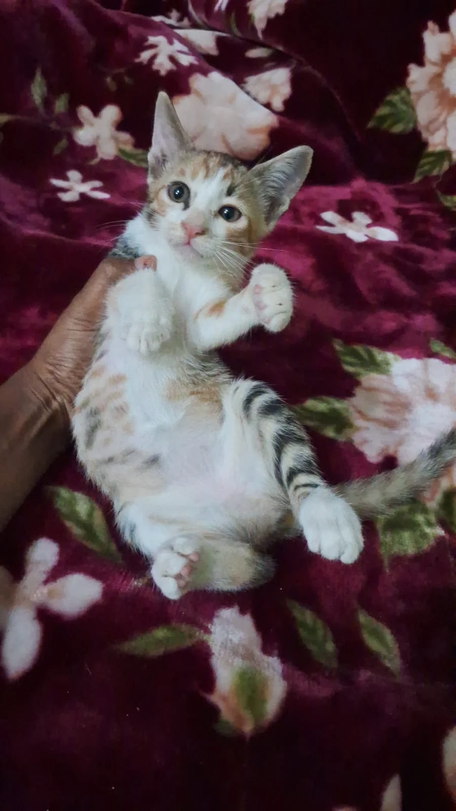 Rescued Kittens Adoption in Delhi NCR