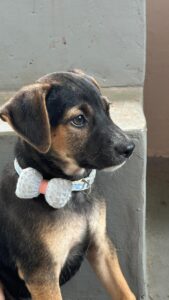 Adopt Ollie, a calm two-month-old pup