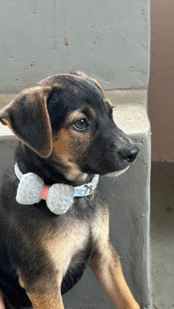 Adoption appeal for Ollie - pet in Bengaluru (listing 96908)