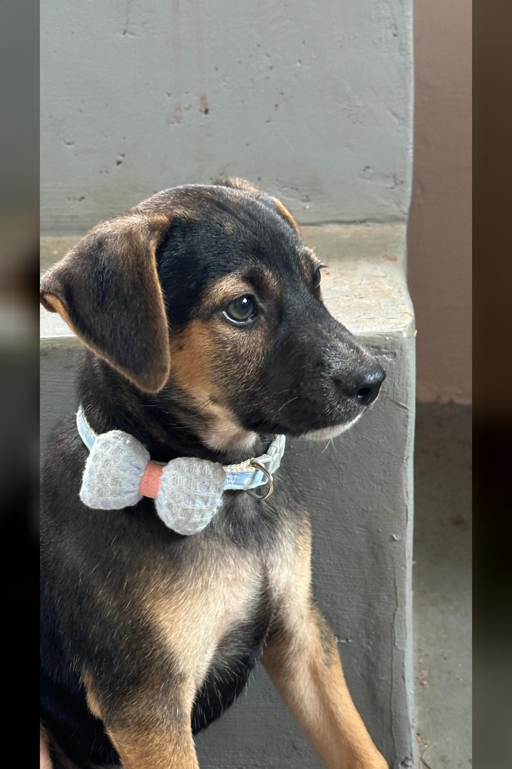 Adopt Ollie, a calm two-month-old pup — Bengaluru