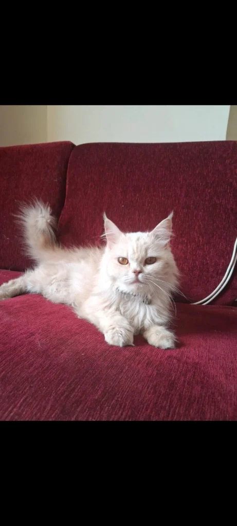 Adoption Alert For Cupcake Persian Cat - cat in Delhi NCR