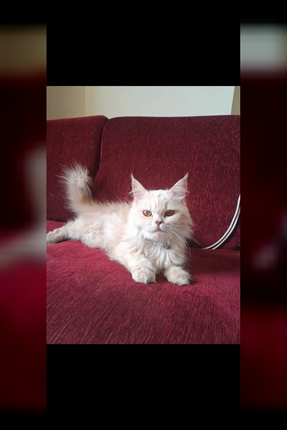 Cupcake, a Persian cat for adoption — Delhi NCR