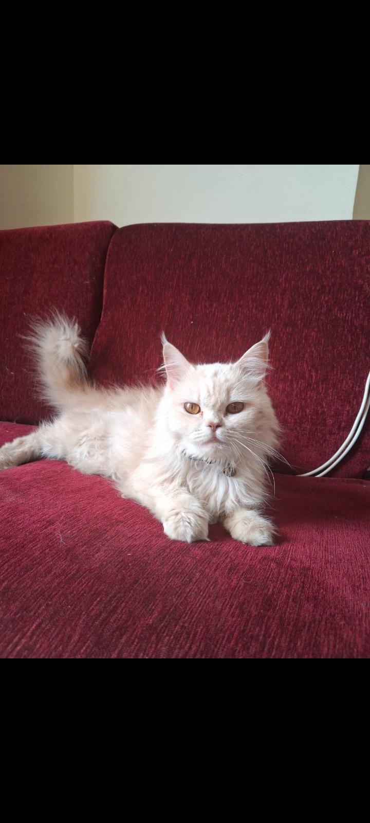 Cupcake, a Persian cat for adoption — Delhi NCR