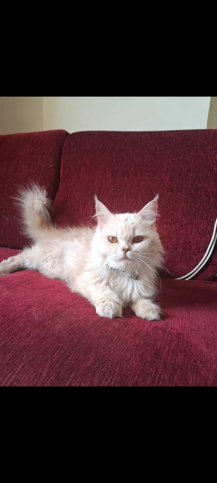 Cupcake, a Persian cat for adoption in Delhi NCR