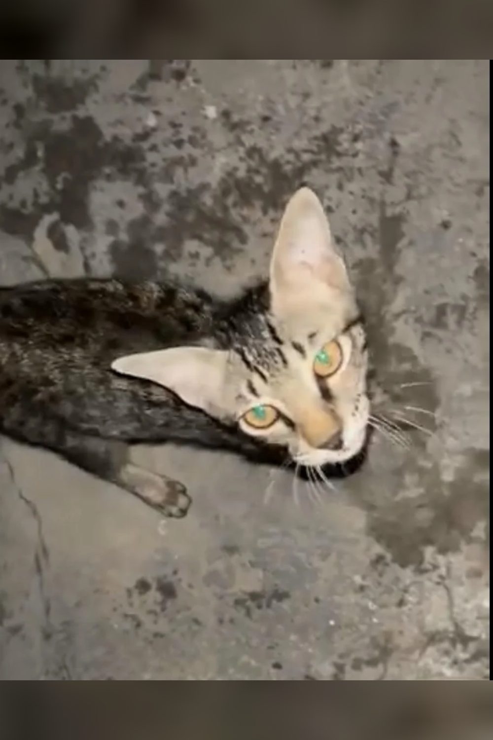 A friendly 3.5-month-old kitten in Faridabad needs a home — Delhi NCR