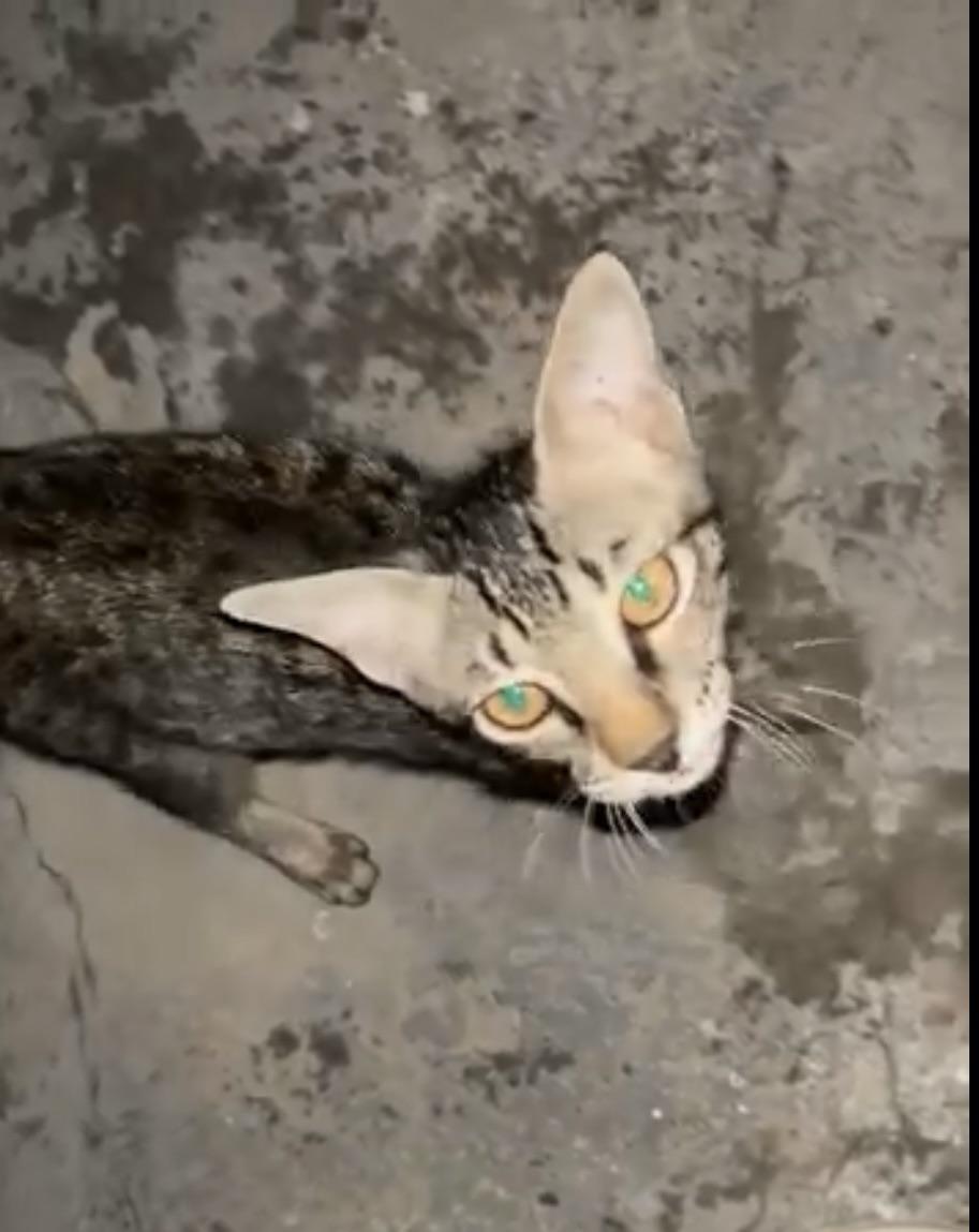 A friendly 3.5-month-old kitten in Faridabad needs a home — Delhi NCR