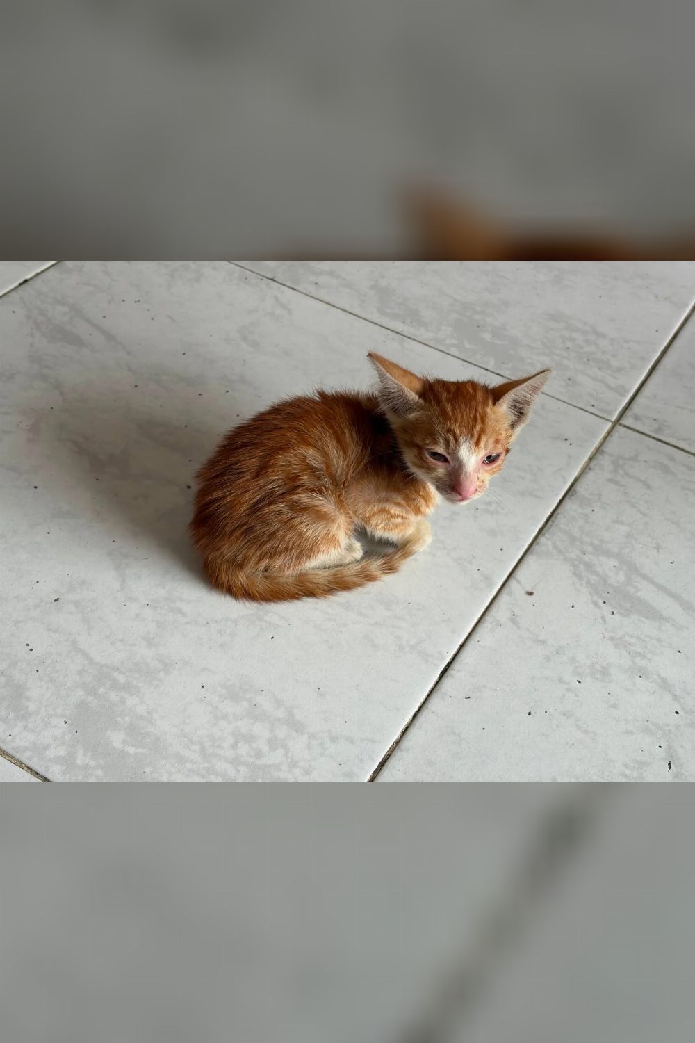Help this kitten find a forever home — Mumbai