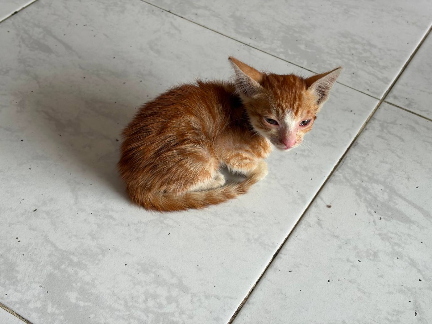 Help this kitten find a forever home — Mumbai