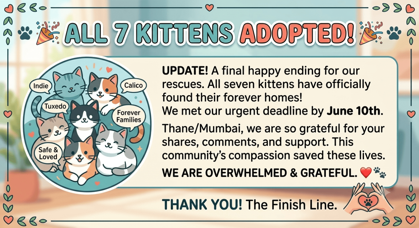 Update: all six foster kittens have found their homes — Mumbai