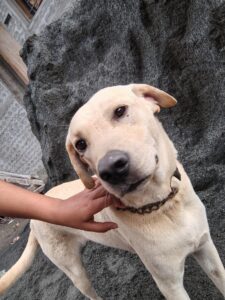Labrador mix up for adoption