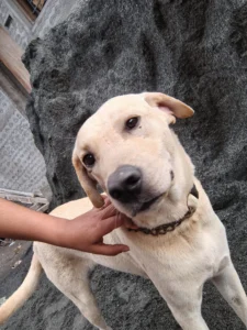 Labrador mix up for adoption