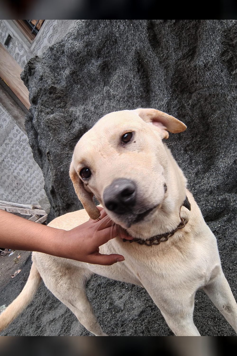 Labrador mix up for adoption — Coimbatore