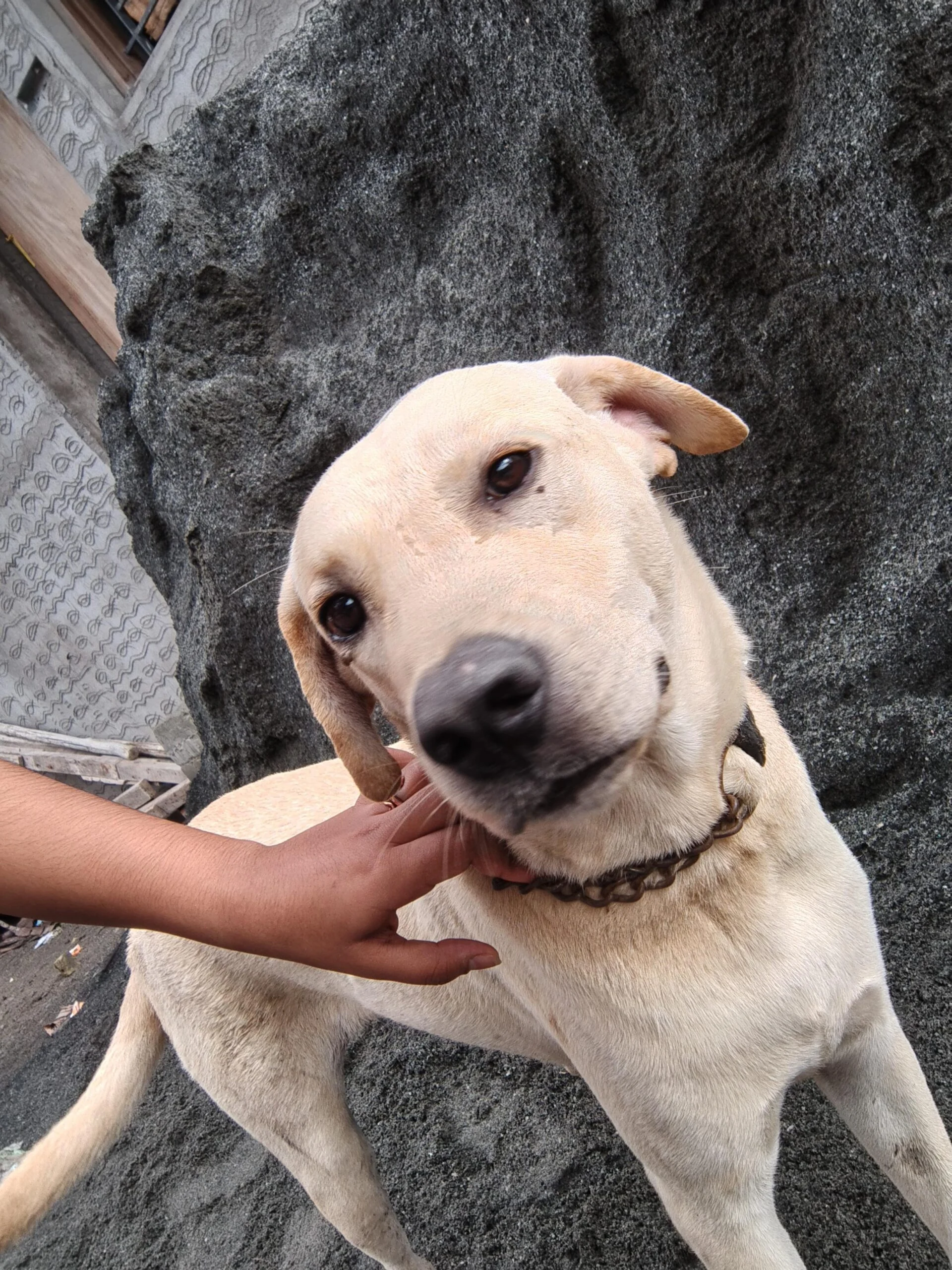 Labrador mix up for adoption — Coimbatore
