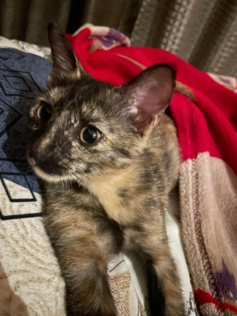 Pune | 2.5 Month - kitten for adoption in Pune