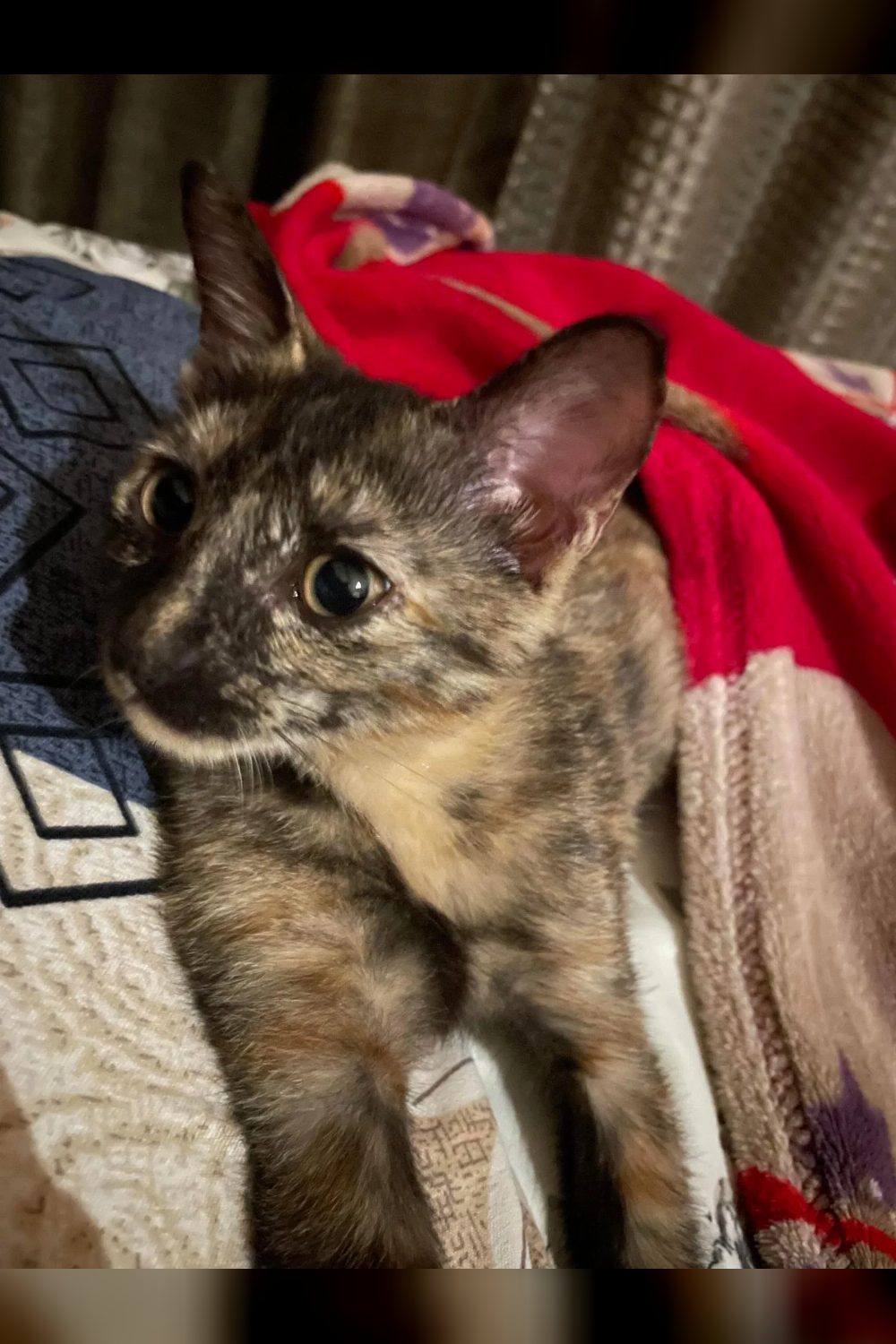 Pune | 2.5 Month-Old Female Tortoiseshell Kitten Looking for a Forever Home